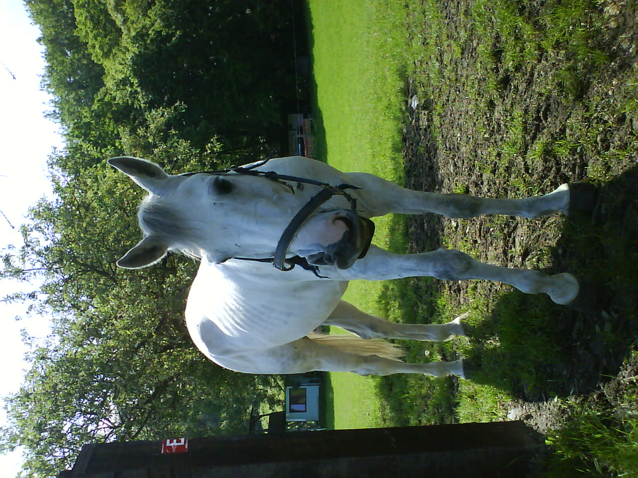 Taran05.jpg