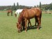 DSC03781.jpg